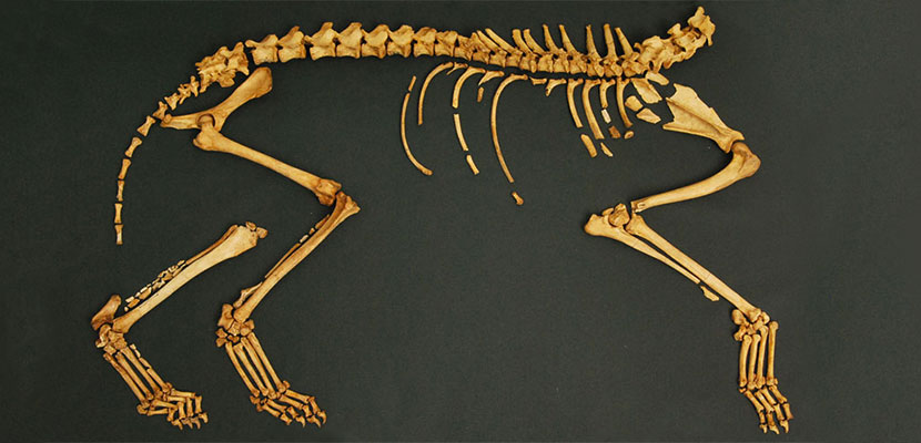 Скелет хвоста. Скелет хвоста собаки. Хвостик в скелете. Костяной хвост.
