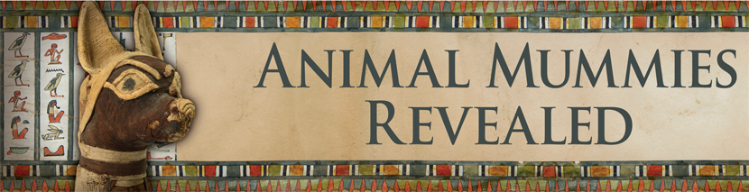 Animal Mummies – Learning at Manchester Museum