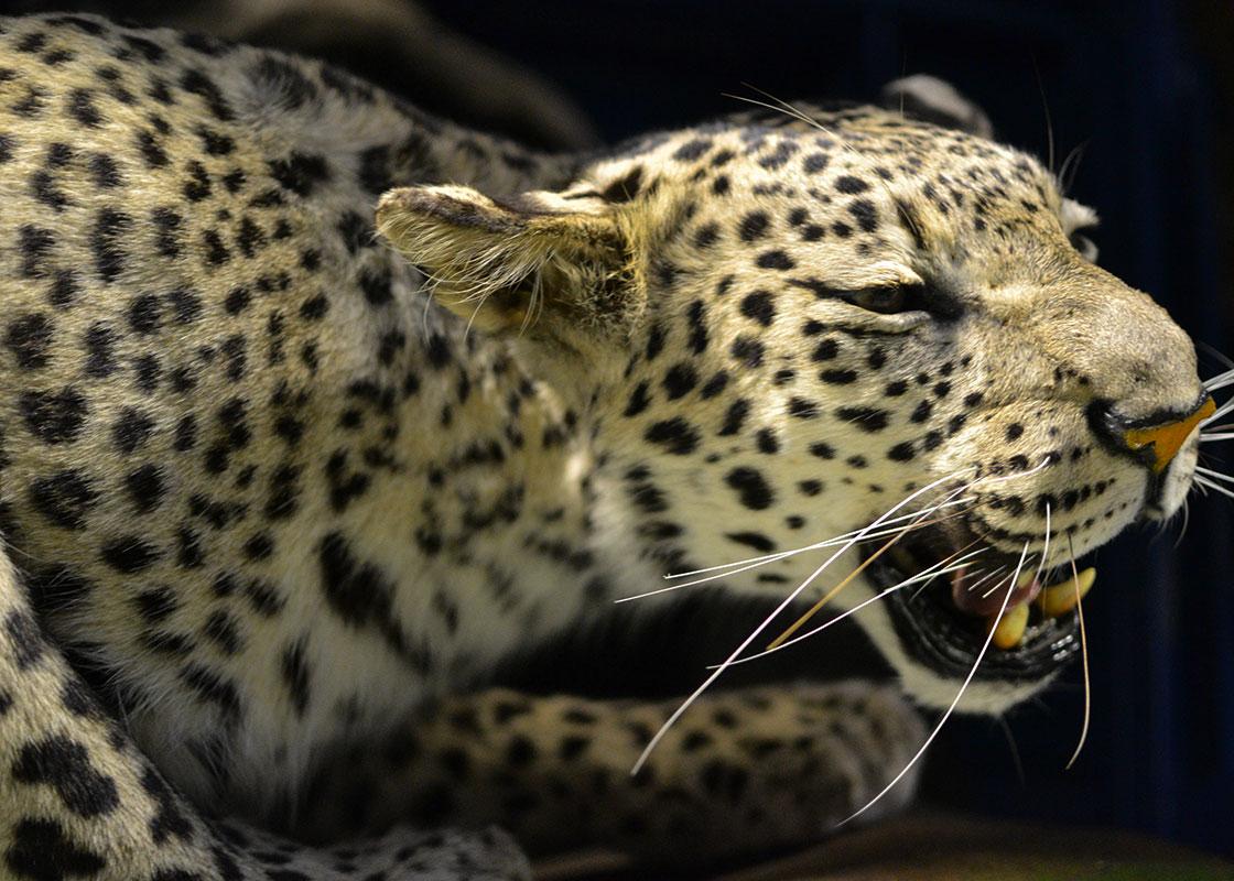 Vertebrate Zoology collection | National Museums Liverpool