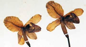 Cultivated and historic herbaria