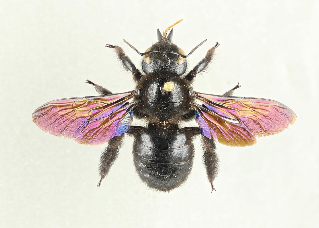 Bees, Wasps, Ants, and Sawflies (Hymenoptera)