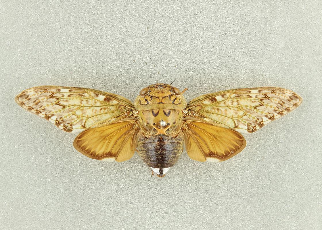 True bugs (Hemiptera)