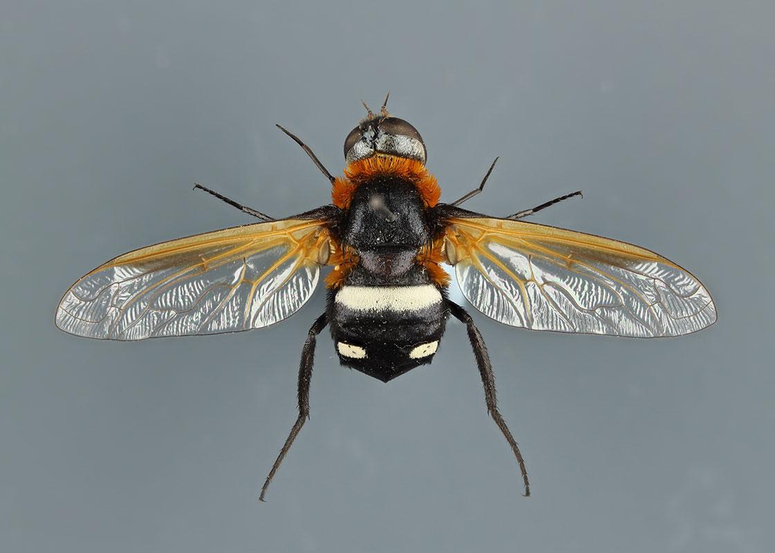 True Flies (Diptera) collection | National Museums Liverpool