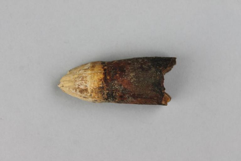 Crocodile Tooth card