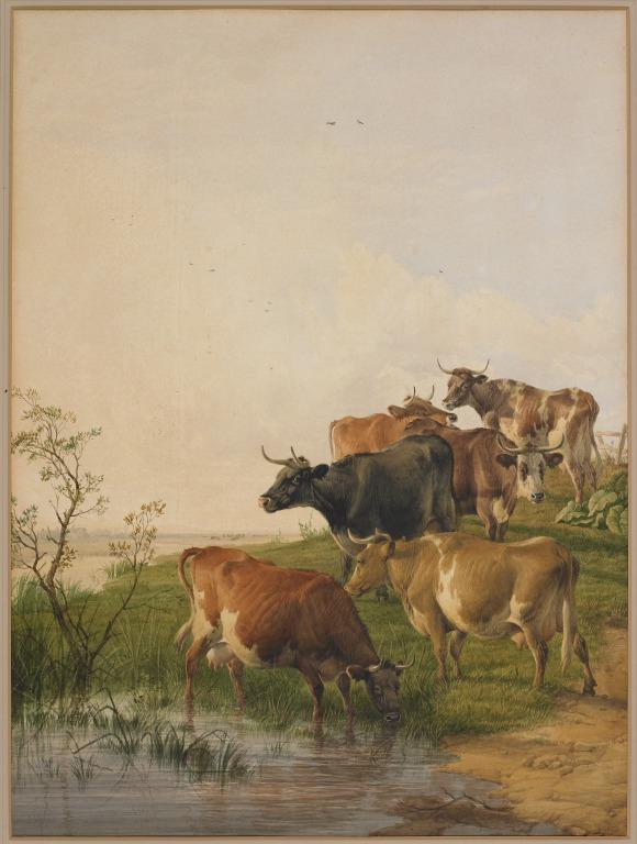 Cattle Watering card