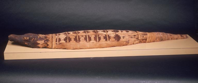 Crocodile Mummy card