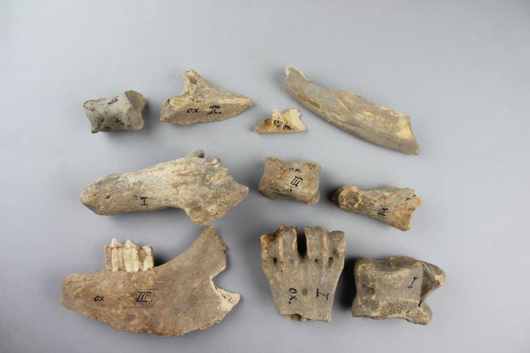 Bovine Bones card