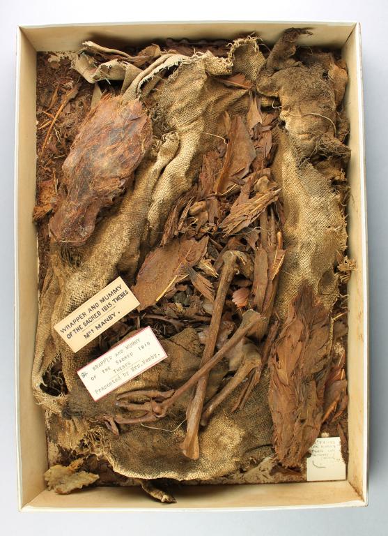 Mummified Ibis card