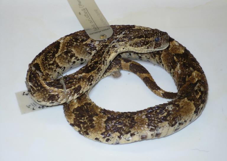Bitis arietans (Merrem, 1820) card