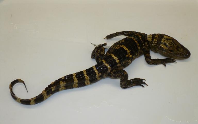 Alligator mississippiensis (Daudin, 1801) card