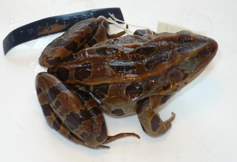 Rana pipiens Schreber, 1782 card