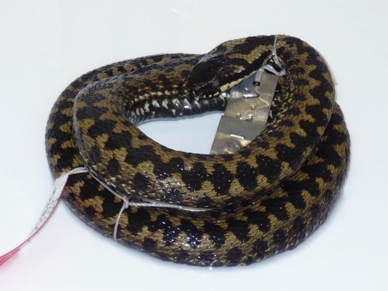 Vipera berus (Linnaeus, 1758) card