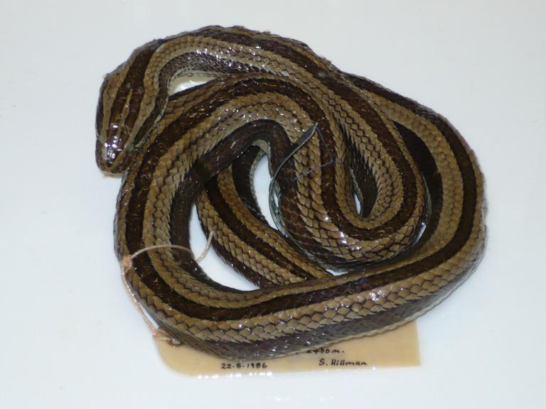 Pseudoboodon lemniscatus (Dumeril & Bibron, 1854) card