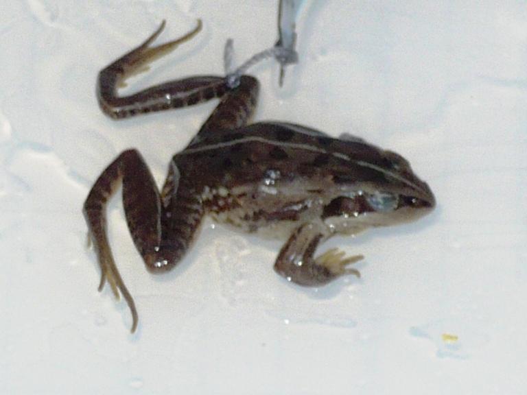Ptychadena largeni Perret, 1994 card