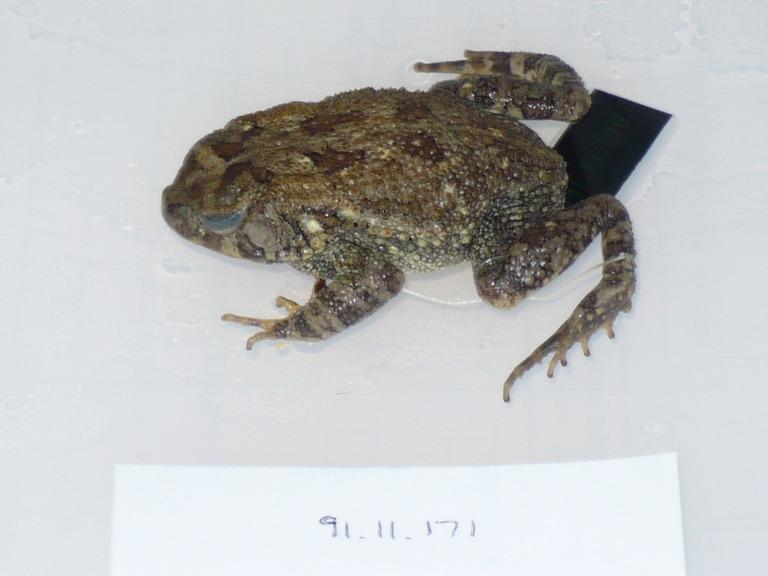 Bufo maculatus Hallowell, 1855 card