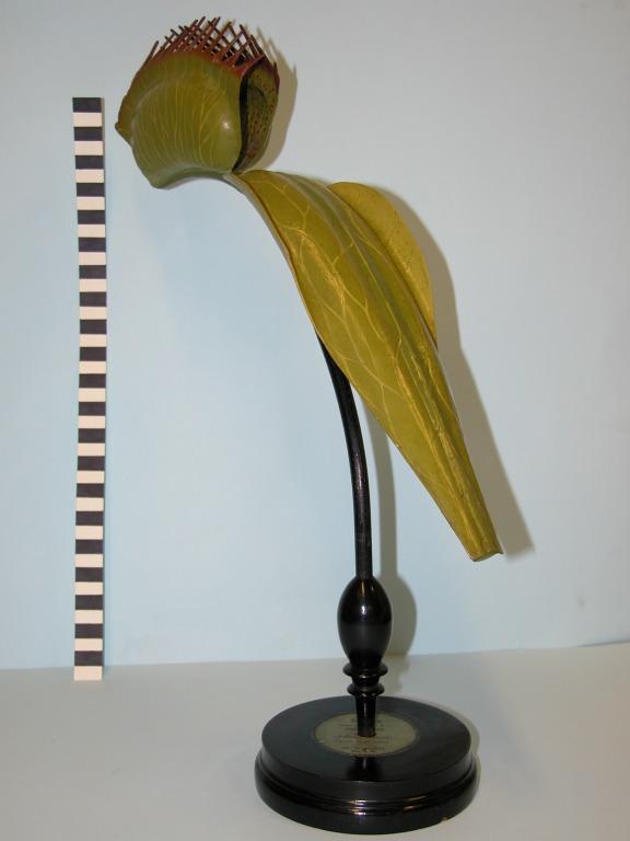 Dionaea muscipula card