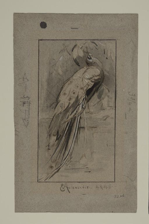 Peacock - a Study card