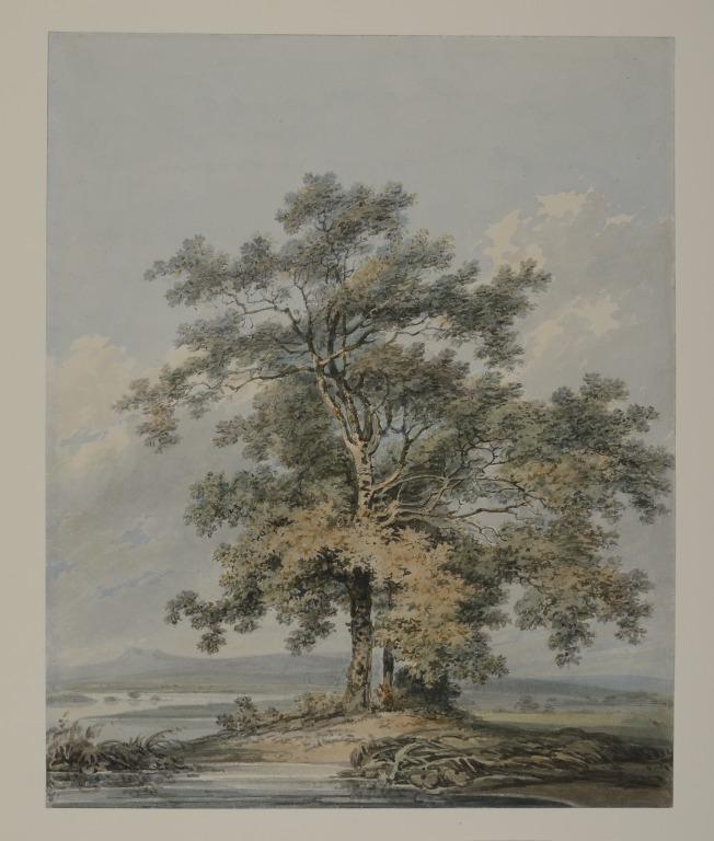 The Oak Tree card