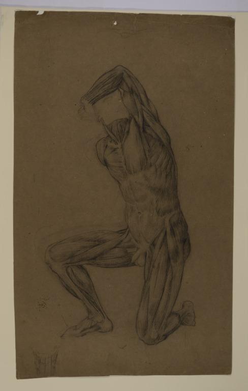 Study of Male Nude Showing Muscular Structure card
