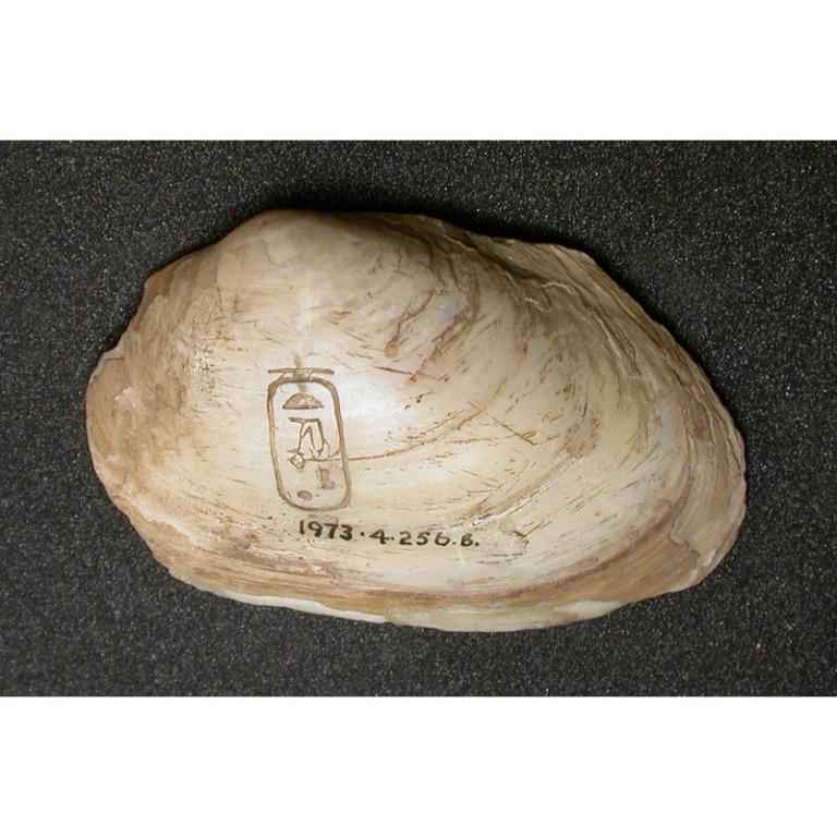 Inscribed Shell card