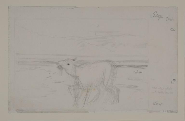 Two Studies for the Goat in 'The Scapegoat' card