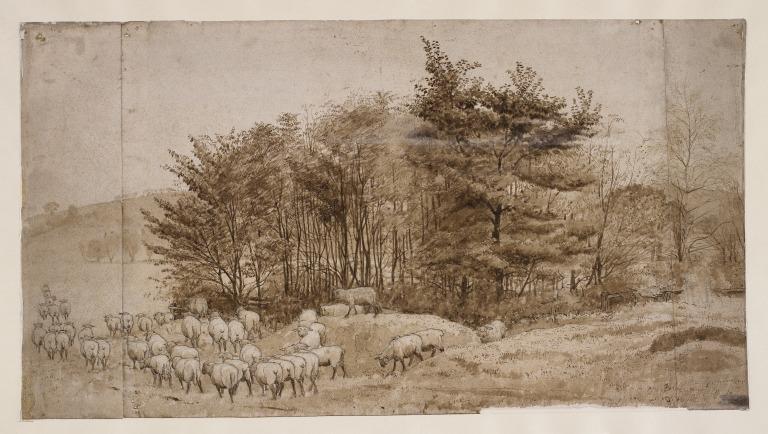 Flock of Sheep in Landscape card