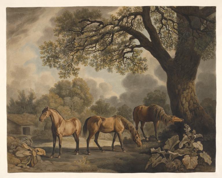 Gnawpost and Two Other Bay Horses card