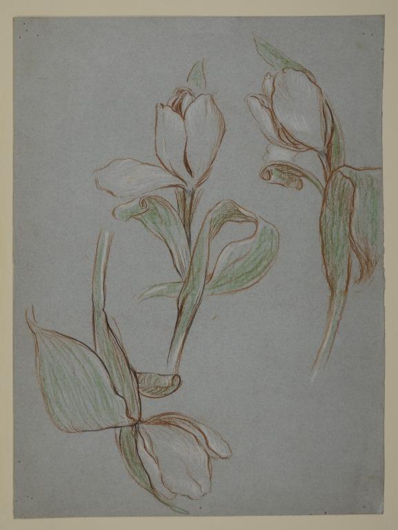 Flower Studies (Recto); Draped Figure (Verso) card