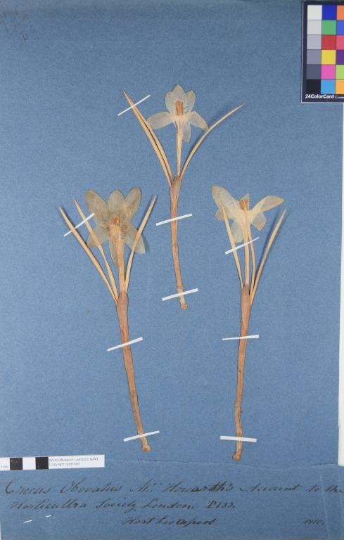 Crocus obovatus card