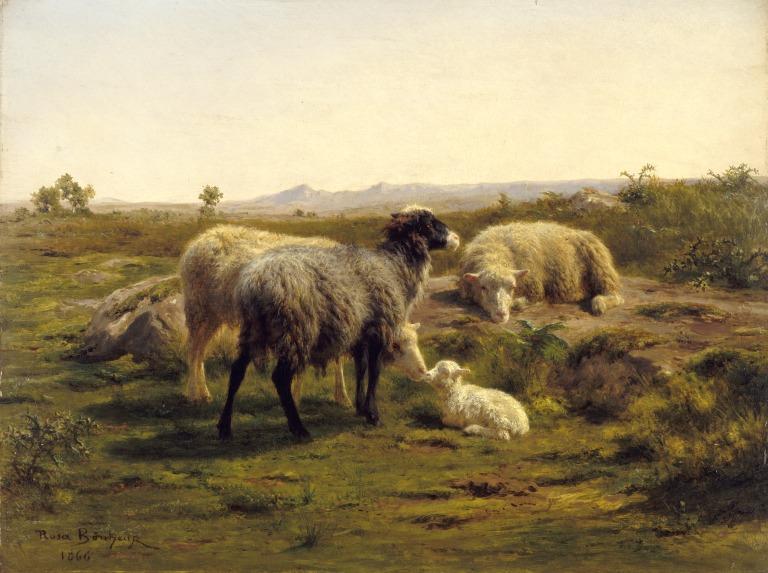 Sheep and Lambs card