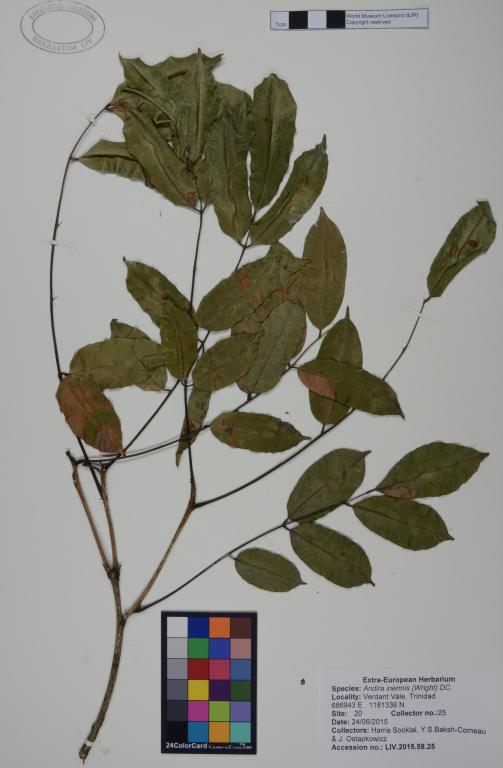 Andira inermis card