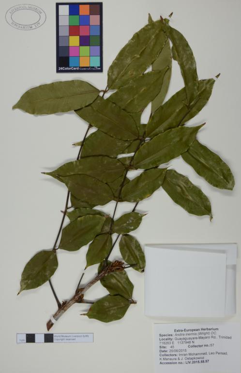 Andira inermis card