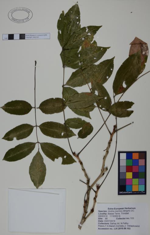 Andira inermis card