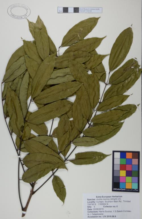 Andira inermis card