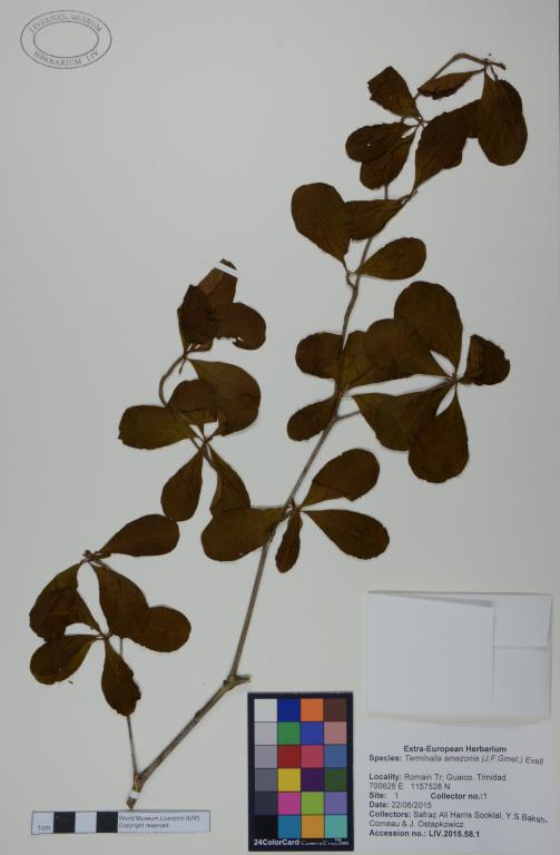 Terminalia amazonia card