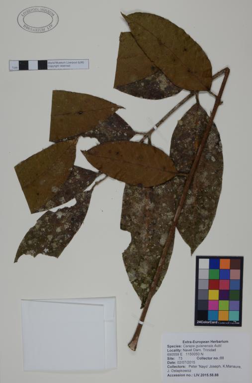 Carapa guianensis card