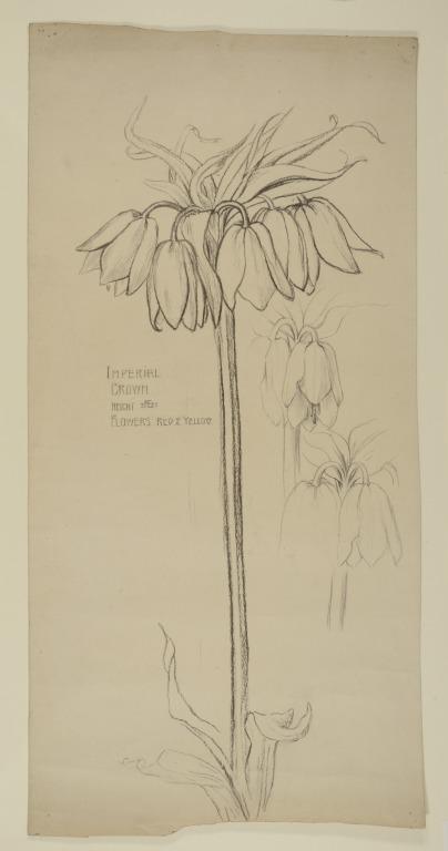 Botanical Studies card