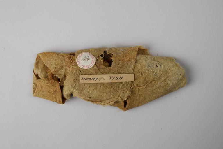 Mummified Fish card