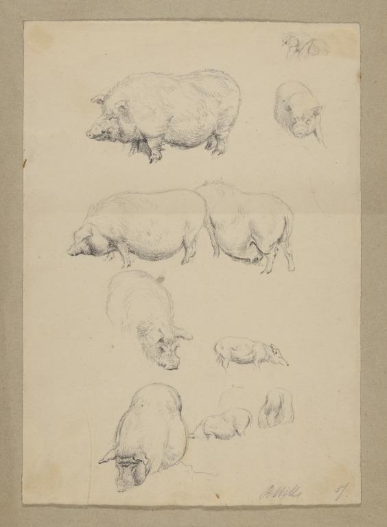 Studies of Pigs card