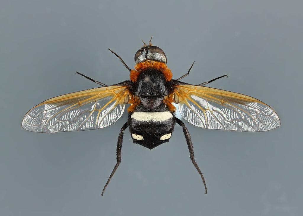 True Flies (Diptera) collection 