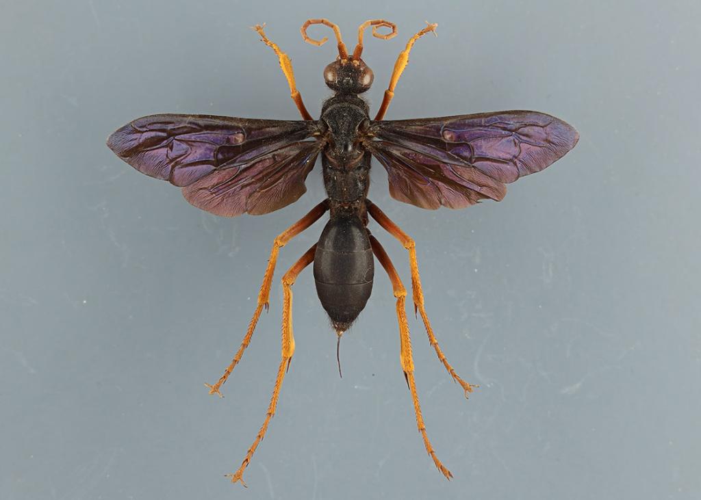 Bees, Wasps, Ants, and Sawflies (Hymenoptera)