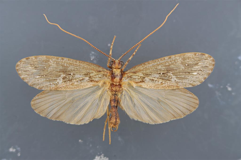 Trichoptera (Caddis flies)