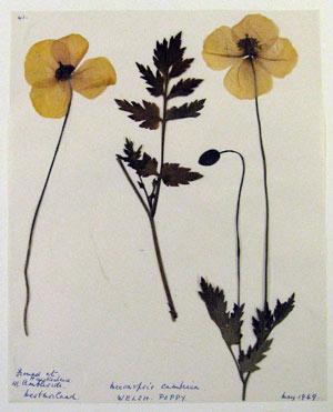 British and Irish Herbarium