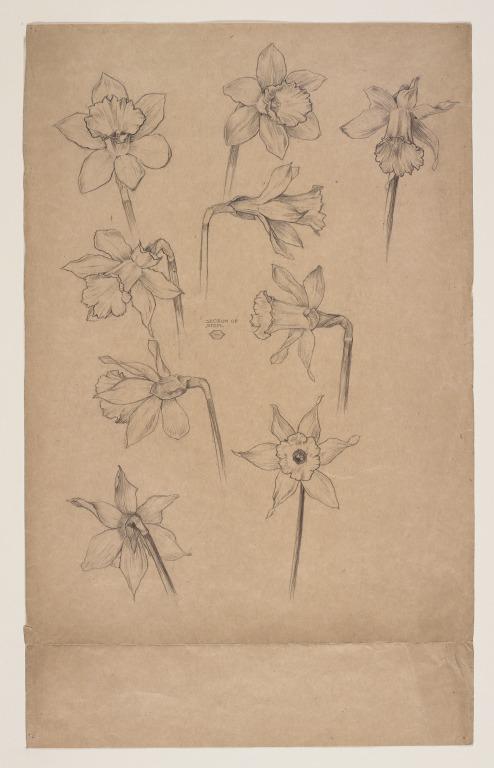 Studies of a Daffodil card