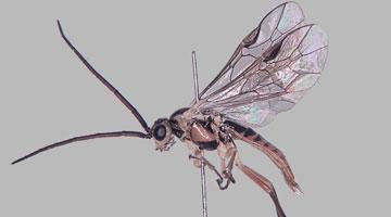 Entomology and other Invertebrates