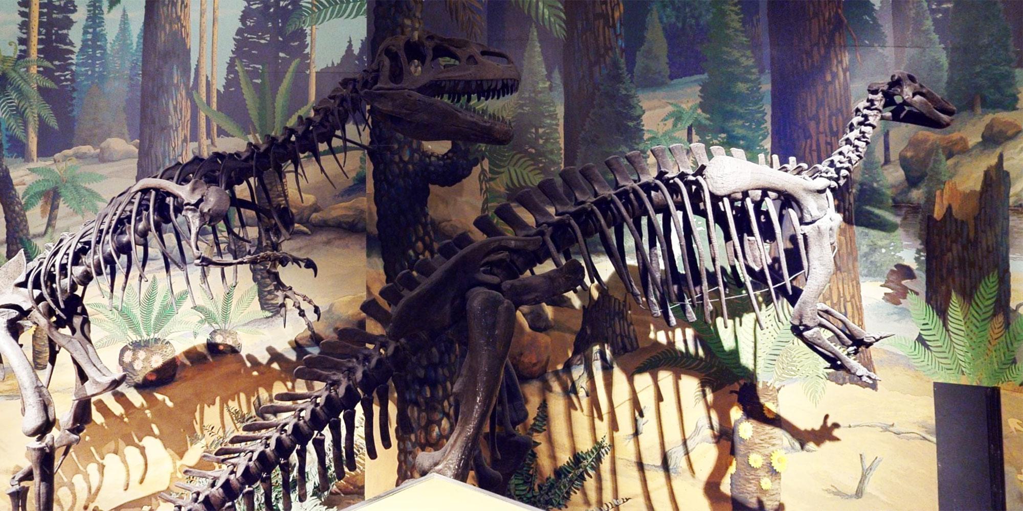 Dinosaurs and Natural World virtual tour | National Museums Liverpool