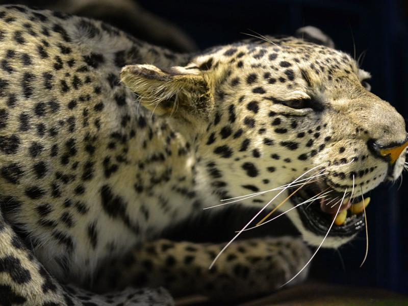 Natural History | National Museums Liverpool