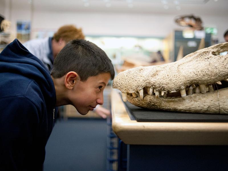 Up close with bones | National Museums Liverpool