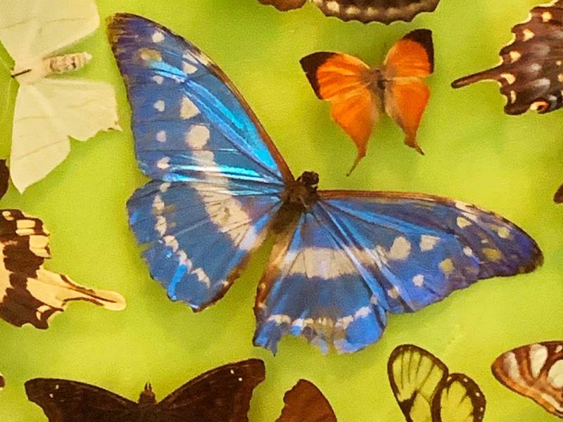 Teal Butterflies & Drip – Customs Glasgow