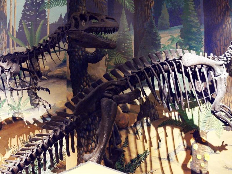 Dinosaurs and Natural World virtual tour | National Museums Liverpool